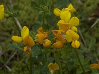 Lotus corniculatus 8, Gewone rolklaver, Saxifraga-Willem van Kruijsbergen