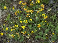 Lotus corniculatus 9, Gewone rolklaver, Saxifraga-Willem van Kruijsbergen