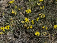 Lotus corniculatus ssp corniculatus 26, Saxifraga-Willem van Kruijsbergen