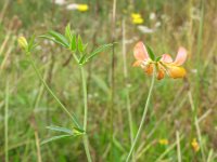 Lotus corniculatus ssp tenuis 31, Saxifraga-Rutger Barendse