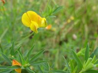 Lotus corniculatus ssp tenuis 33, Saxifraga-Rutger Barendse