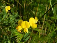 Lotus corniculatus ssp tenuis 34, Saxifraga-Rutger Barendse