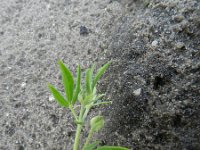 Lotus corniculatus ssp tenuis 35, Saxifraga-Rutger Barendse