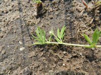 Lotus corniculatus ssp tenuis 36, Saxifraga-Rutger Barendse