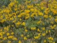 Lotus creticus, Southern Bird's-foot-Trefoil