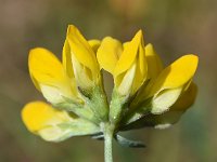 Lotus creticus 47, Saxifraga-Sonja Bouwman  Cretan bird's foot trefoil - Lotus creticus - Fabaceae familie