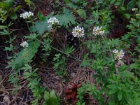 Lotus herbaceus 2, Saxifraga-Ed Stikvoort