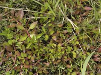 Ludwigia palustris 23, Waterlepeltje, Saxifraga-Willem van Kruijsbergen