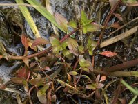 Ludwigia palustris 24, Waterlepeltje, Saxifraga-Willem van Kruijsbergen