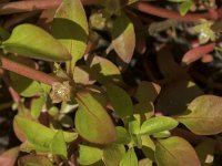 Ludwigia palustris 29, Waterlepeltje, Saxifraga-Willem van Kruijsbergen