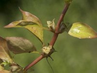 Ludwigia palustris 32, Waterlepeltje, Saxifraga-Willem van Kruijsbergen