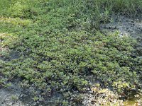 Ludwigia palustris 34, Waterlepeltje, Saxifraga-Willem van Kruijsbergen