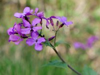 Lunaria annua 28, Tuinjudaspenning, Saxifraga-Tom Heijnen