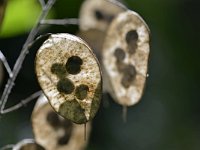 Lunaria annua 29, Tuinjudaspenning, Saxifraga-Tom Heijnen