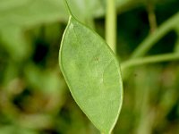 Lunaria rediviva 24, Wilde judaspenning, Saxifraga-Sonja Bouwman  719. Wilde judaspenning - Lunaria rediviva - Brassicaceae familie (zw)