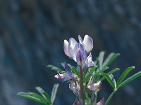 Lupinus angustifolius 33, blauwe lupine, Saxifraga-Jan van der Straaten