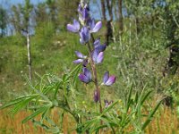 Lupinus angustifolius 1, Blauwe lupine, Saxifraga-Rutger Barendse