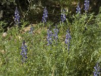 Lupinus angustifolius 10, Blauwe lupine, Saxifraga-Jan van der Straaten