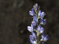 Lupinus angustifolius 11, Blauwe lupine, Saxifraga-Jan van der Straaten