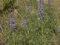 Lupinus angustifolius 13, Blauwe lupine, Saxifraga-Willem van Kruijsbergen