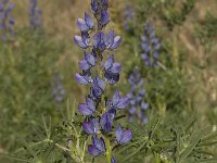 Lupinus angustifolius 14, Blauwe lupine, Saxifraga-Willem van Kruijsbergen