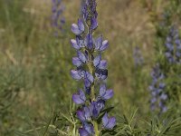 Lupinus angustifolius 15, Blauwe lupine, Saxifraga-Willem van Kruijsbergen