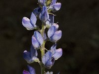 Lupinus angustifolius 16, Blauwe lupine, Saxifraga-Willem van Kruijsbergen