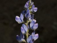 Lupinus angustifolius 17, Blauwe lupine, Saxifraga-Willem van Kruijsbergen