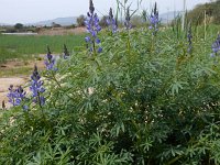 Lupinus angustifolius 18, Blauwe lupine, Saxifraga-Peter Meininger