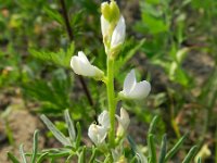 Lupinus angustifolius 19, Blauwe lupine, Saxifraga-Rutger Barendse