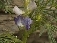 Lupinus angustifolius 2, Blauwe lupine, Saxifraga-Willem van Kruijsbergen