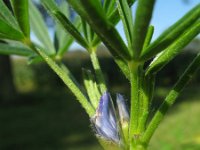 Lupinus angustifolius 22, Blauwe lupine, Saxifraga-Rutger Barendse