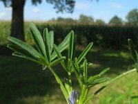 Lupinus angustifolius 23, Blauwe lupine, Saxifraga-Rutger Barendse