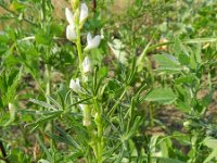 Lupinus angustifolius 24, Blauwe lupine, Saxifraga-Rutger Barendse