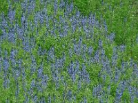 Lupinus angustifolius 25, Blauwe lupine, Saxifraga-Ed Stikvoort