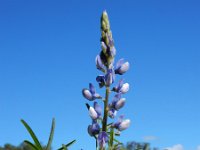 Lupinus angustifolius 26, Blauwe lupine, Saxifraga-Ed Stikvoort