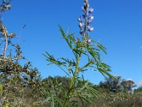 Lupinus angustifolius 27, Blauwe lupine, Saxifraga-Ed Stikvoort