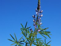 Lupinus angustifolius 28, Blauwe lupine, Saxifraga-Ed Stikvoort