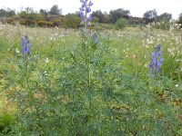 Lupinus angustifolius 29, Blauwe lupine, Saxifraga-Ed Stikvoort