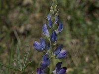 Lupinus angustifolius 3, Blauwe lupine, Saxifraga-Willem van Kruijsbergen