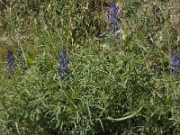 Lupinus angustifolius 4, Blauwe lupine, Saxifraga-Jan van der Straaten