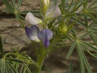 Lupinus angustifolius 5, Blauwe lupine, Saxifraga-Willem van Kruijsbergen