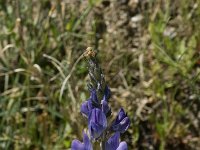 Lupinus angustifolius 6, Blauwe lupine, Saxifraga-Jan van der Straaten