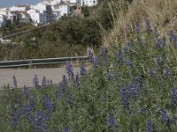 Lupinus angustifolius 7, Blauwe lupine, Saxifraga-Willem van Kruijsbergen