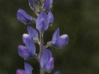 Lupinus angustifolius 8, Blauwe lupine, Saxifraga-Willem van Kruijsbergen