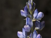 Lupinus angustifolius 9, Blauwe lupine, Saxifraga-Jan van der Straaten