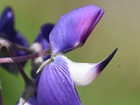 Lupinus polyphyllus 28, Vaste lupine, Saxifraga-Sonja Bouwman  863. Vaste lupine - Lupinus polyphyllus - Fabaceae familie (i)