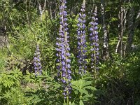 Lupinus polyphyllus 33, Vaste lupine, Saxifraga-Willem van Kruijsbergen