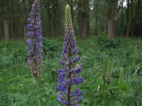 Lupinus polyphyllus 1, Vaste lupine, Saxifraga-Rutger Barendse