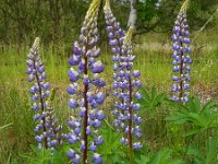 Lupinus polyphyllus 10, Vaste lupine, Saxifraga-Ed Stikvoort